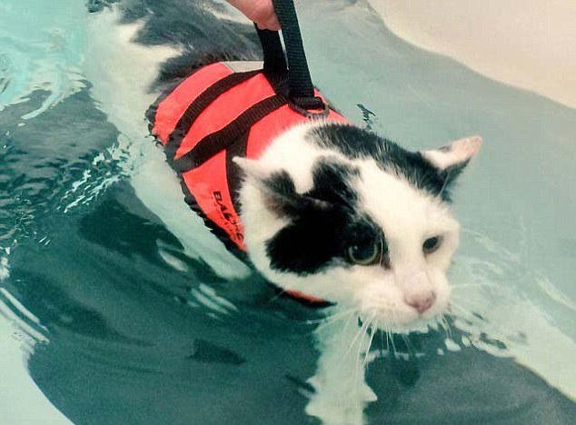 英国一肥猫通过游泳减肥萌翻网友