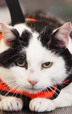 英国一肥猫通过游泳减肥萌翻网友