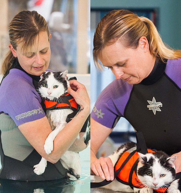 英国一肥猫通过游泳减肥萌翻网友