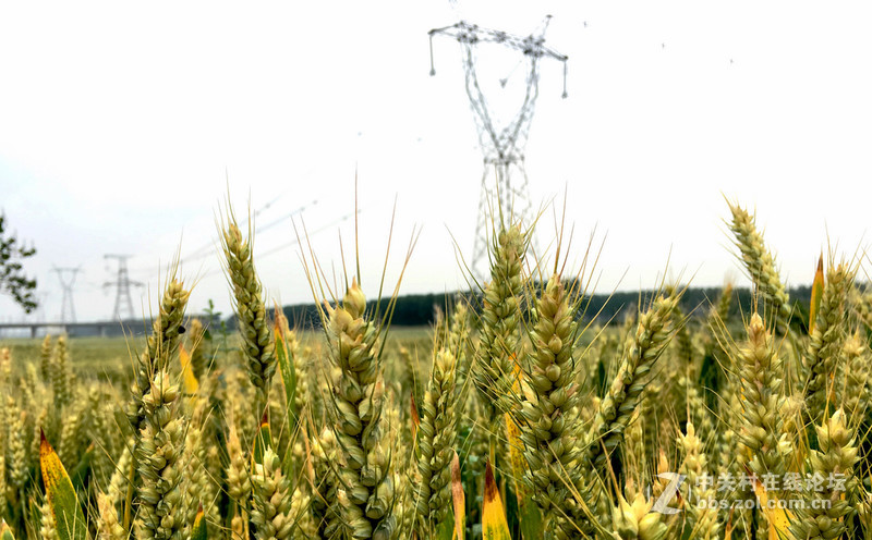 麦田     SE 随拍