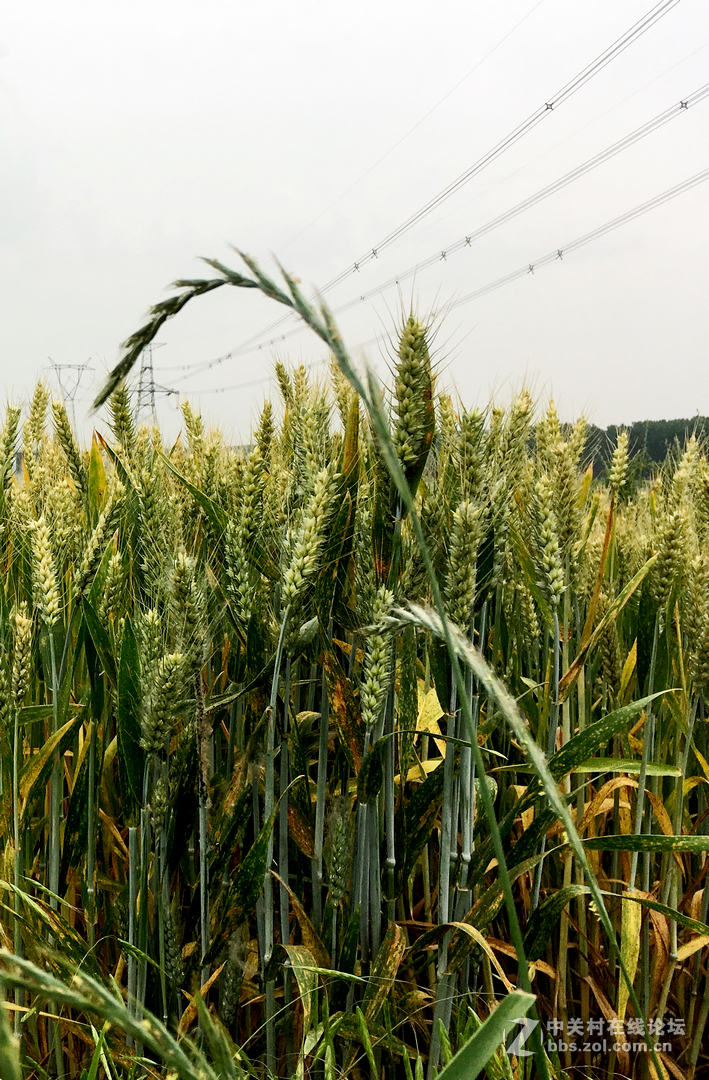 麦田     SE 随拍