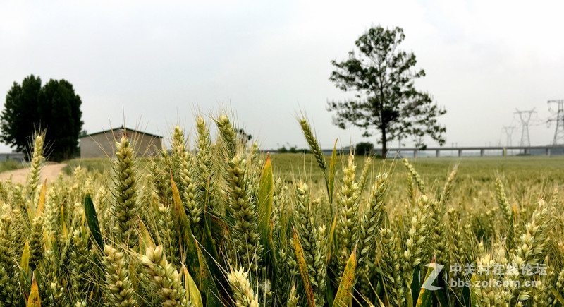 麦田     SE 随拍