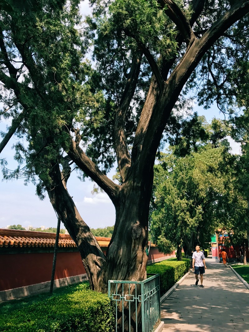 我与地坛-古树 iPhone 7