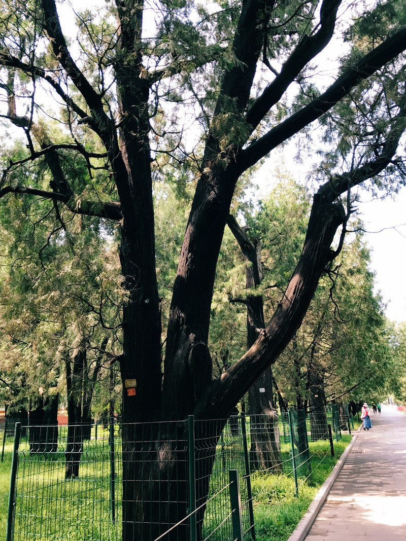 我与地坛-古树 iPhone 7