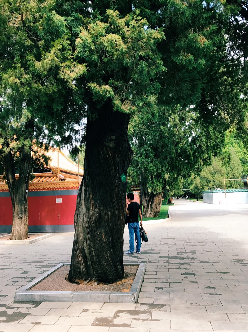 我与地坛-古树 iPhone 7