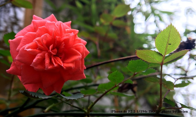 6S  布吉甘坑小镇