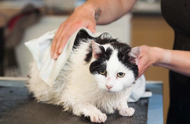 英国一肥猫通过游泳减肥萌翻网友