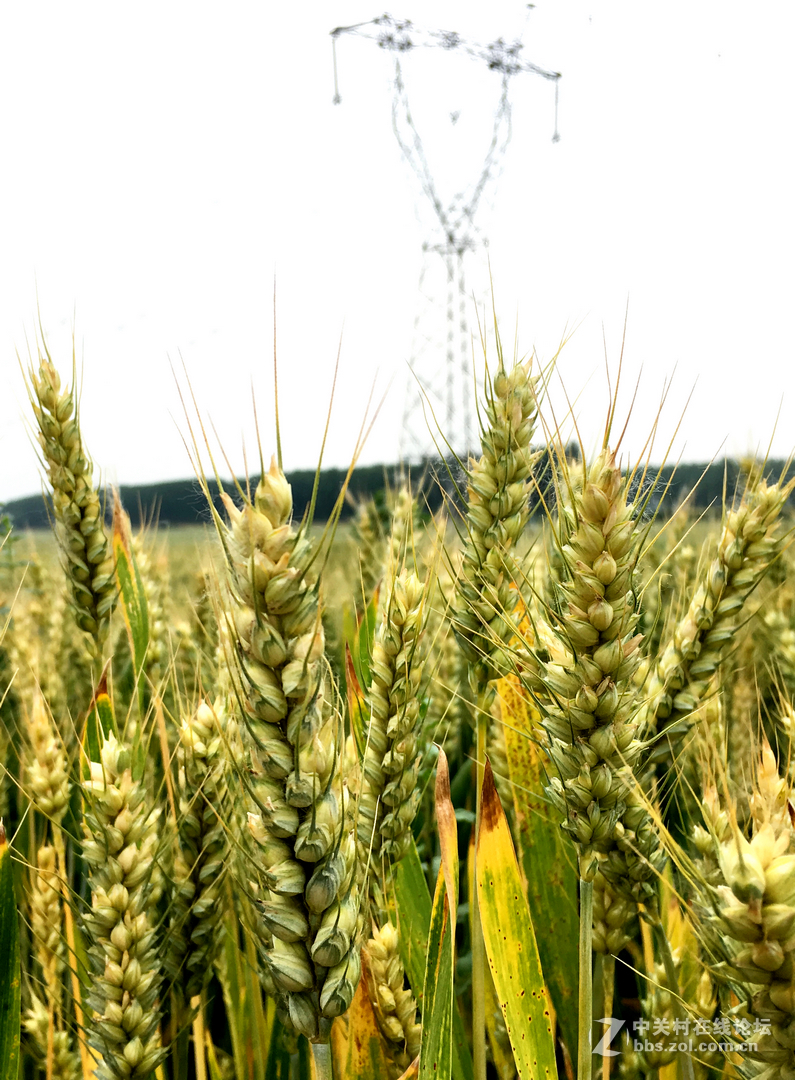 麦田     SE 随拍