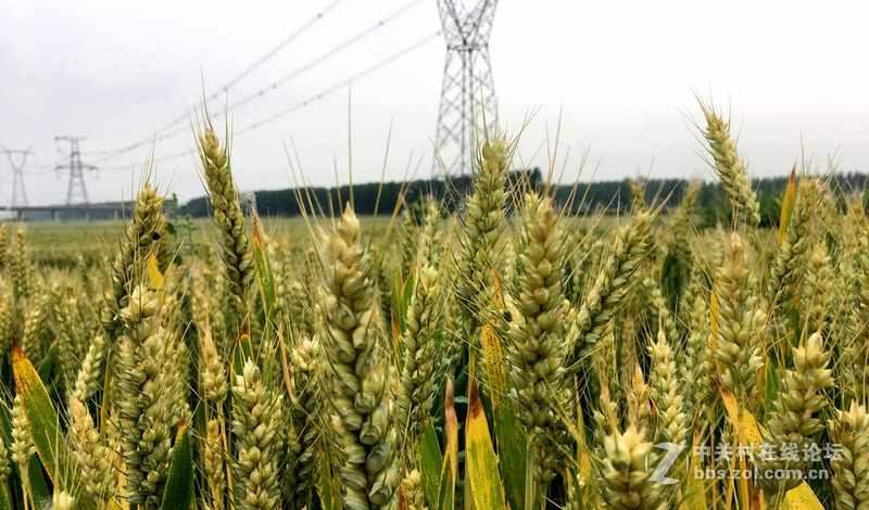 麦田     SE 随拍