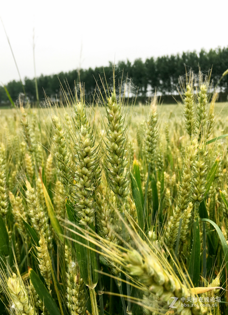 麦田     SE 随拍