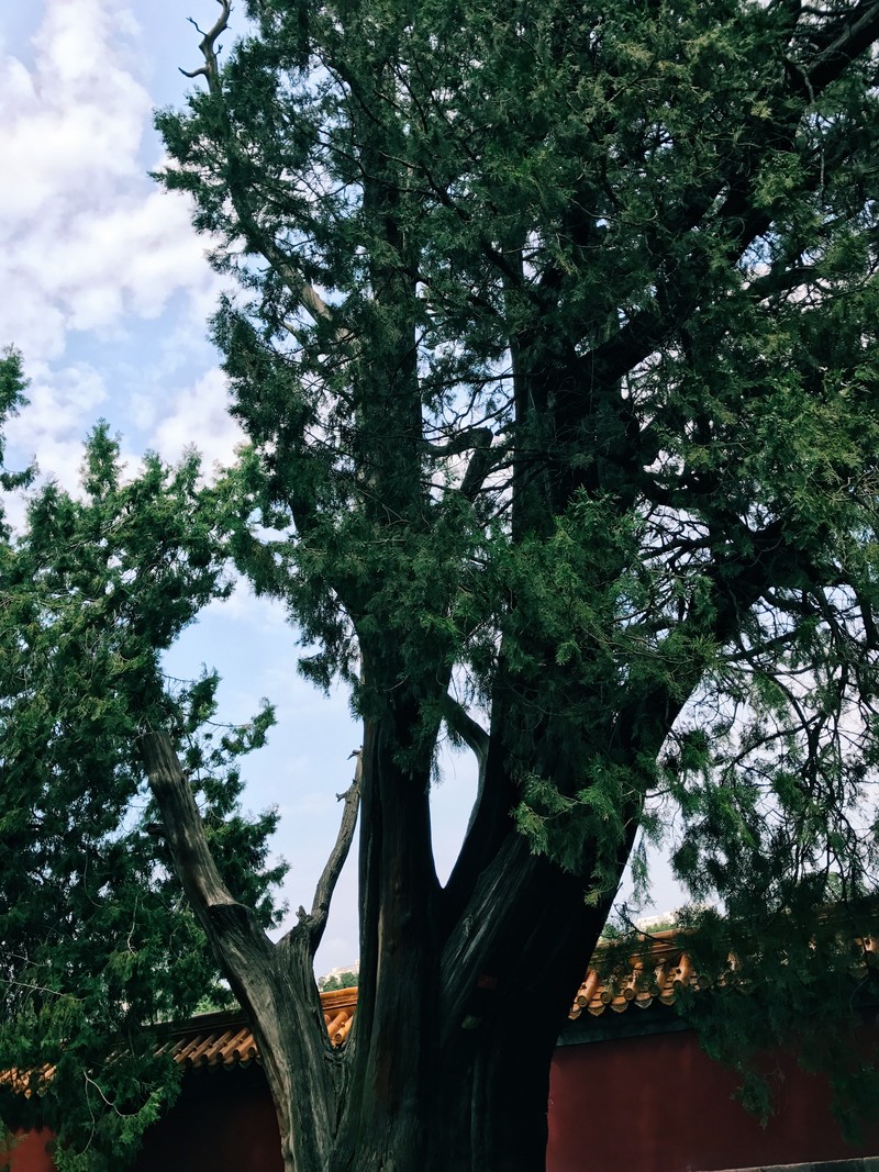 我与地坛-古树 iPhone 7