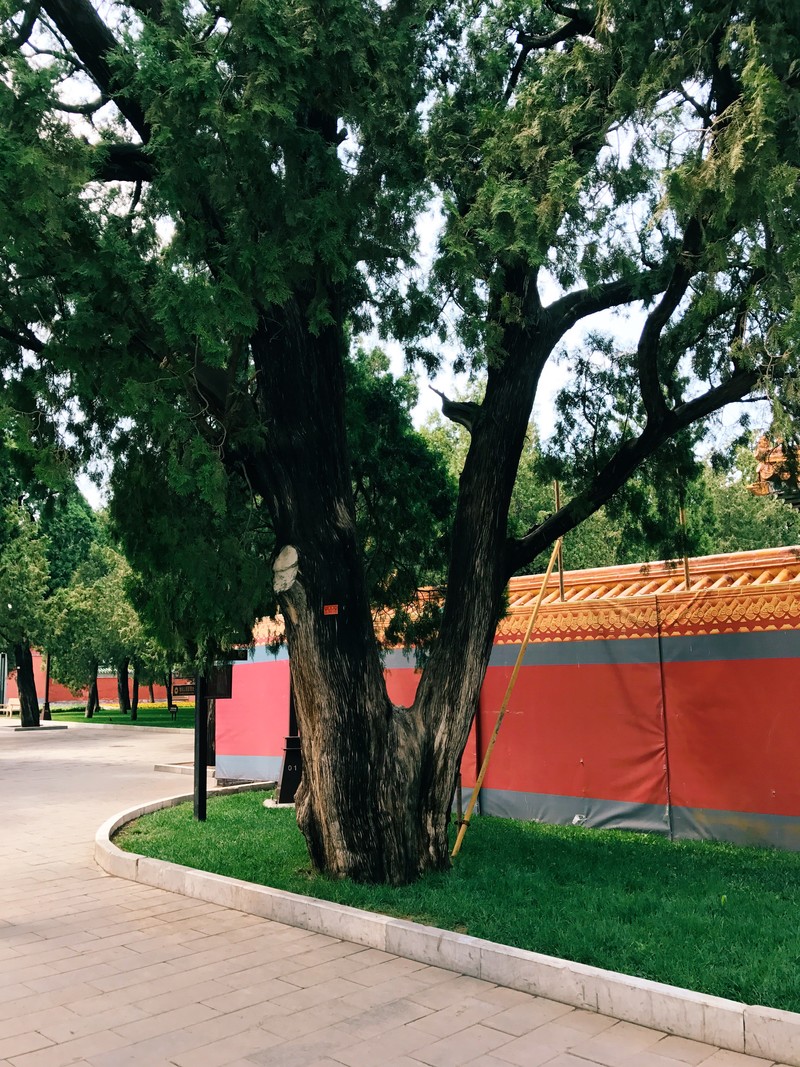 我与地坛-古树 iPhone 7