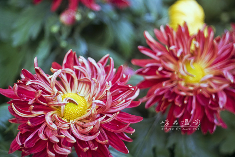 菊魅