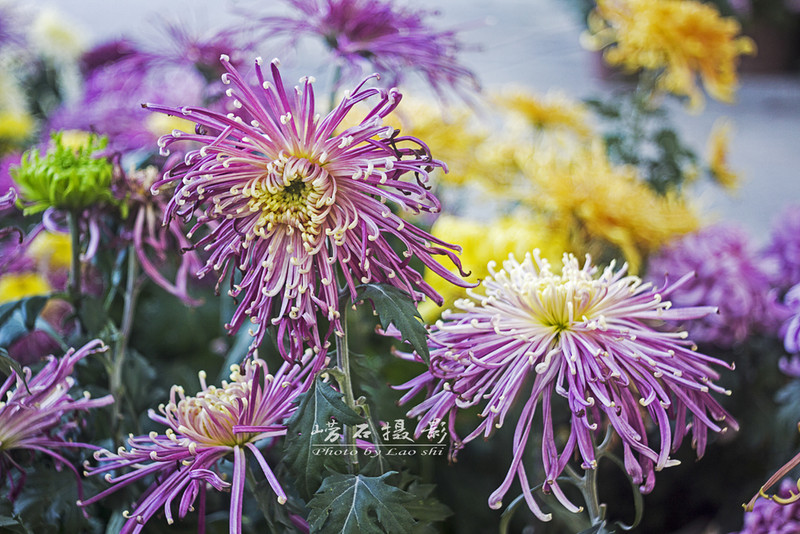 菊魅