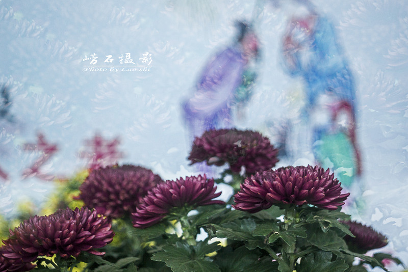 菊魅