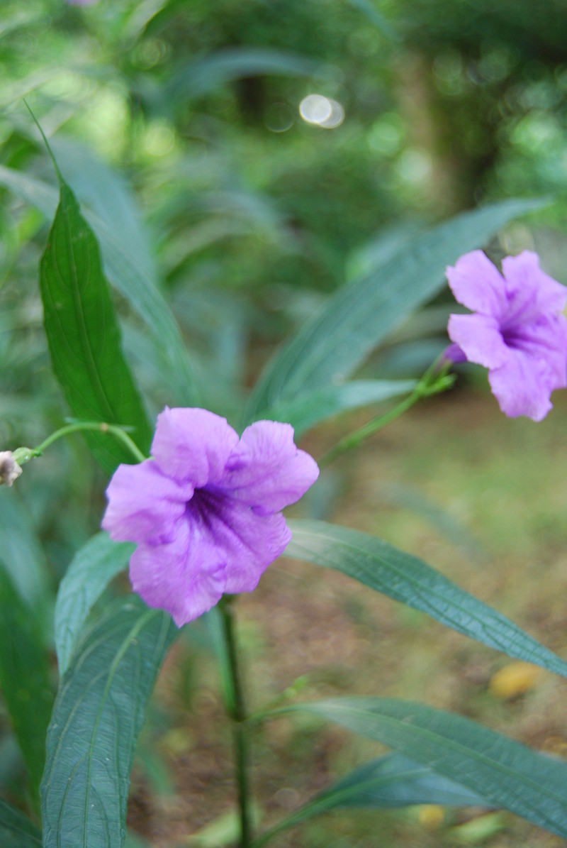 #ZOL国庆随手拍#那些花儿！