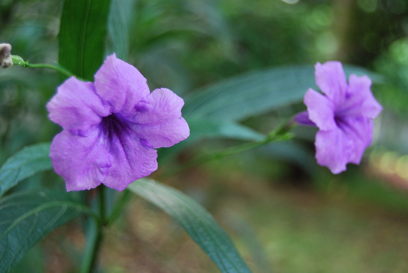 #ZOL国庆随手拍#那些花儿！