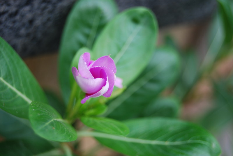 #ZOL国庆随手拍#那些花儿！