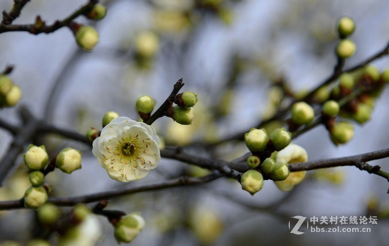 白绿梅花报春
