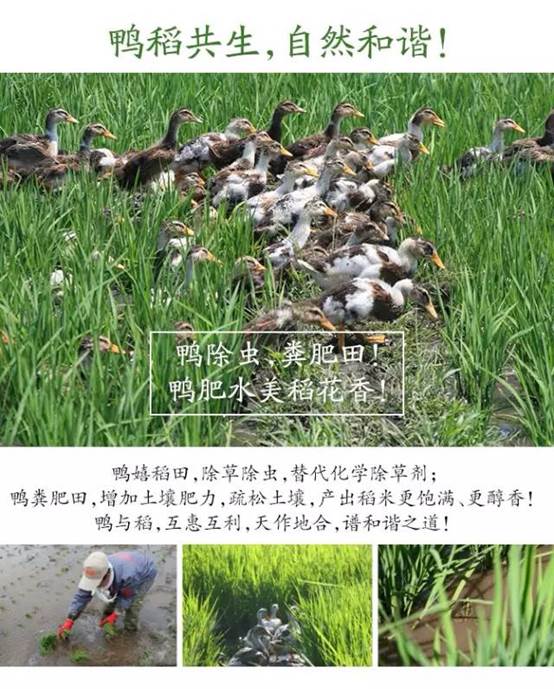 舌尖上的五常??三株稻?五常米