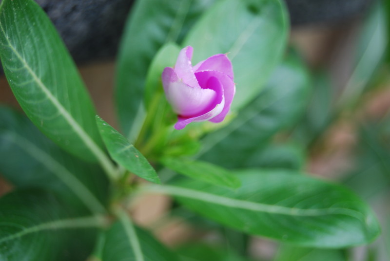 #ZOL国庆随手拍#那些花儿！