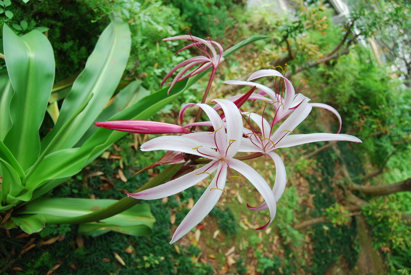 #ZOL国庆随手拍#那些花儿！