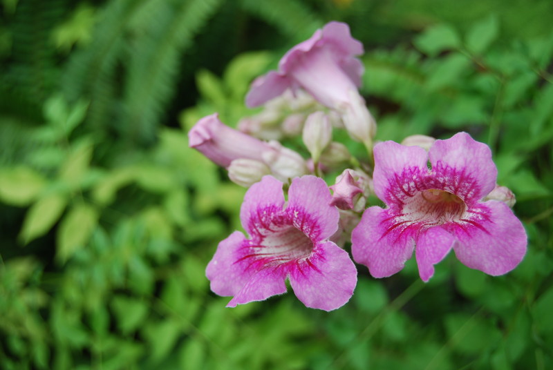 #ZOL国庆随手拍#那些花儿！