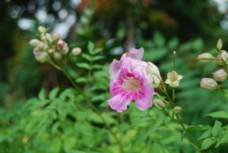 #ZOL国庆随手拍#那些花儿！