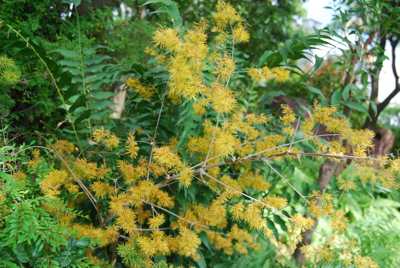 #ZOL国庆随手拍#那些花儿！