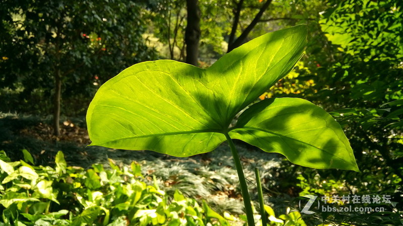 年初十看了樱花又来看茶花(佳域S3手机)