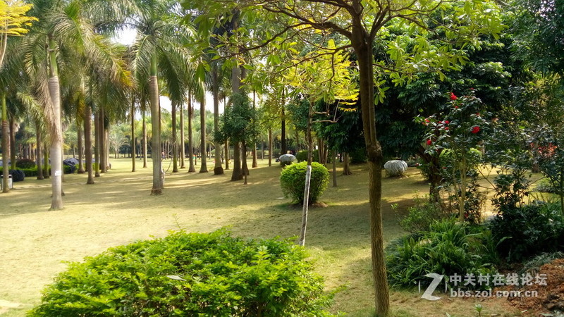 年初十看了樱花又来看茶花(佳域S3手机)