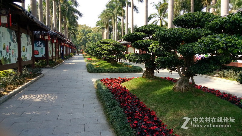 年初十看了樱花又来看茶花(佳域S3手机)