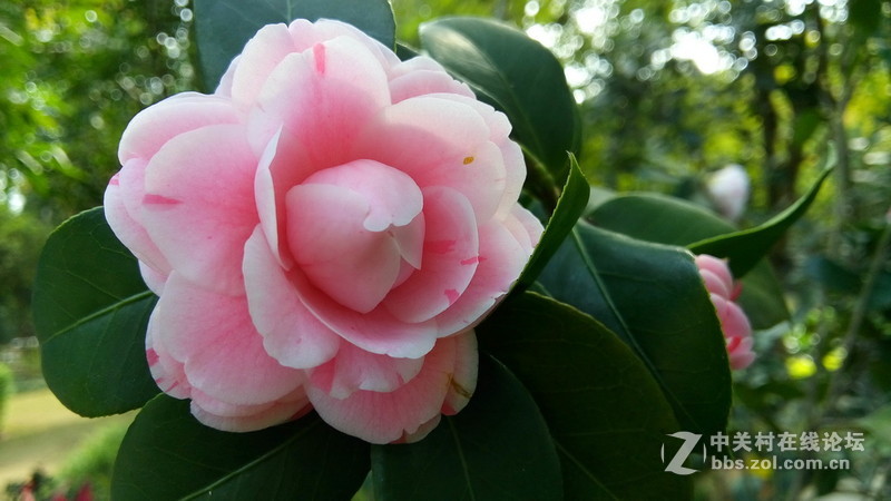 年初十看了樱花又来看茶花(佳域S3手机)