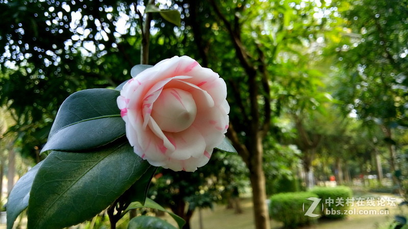 年初十看了樱花又来看茶花(佳域S3手机)