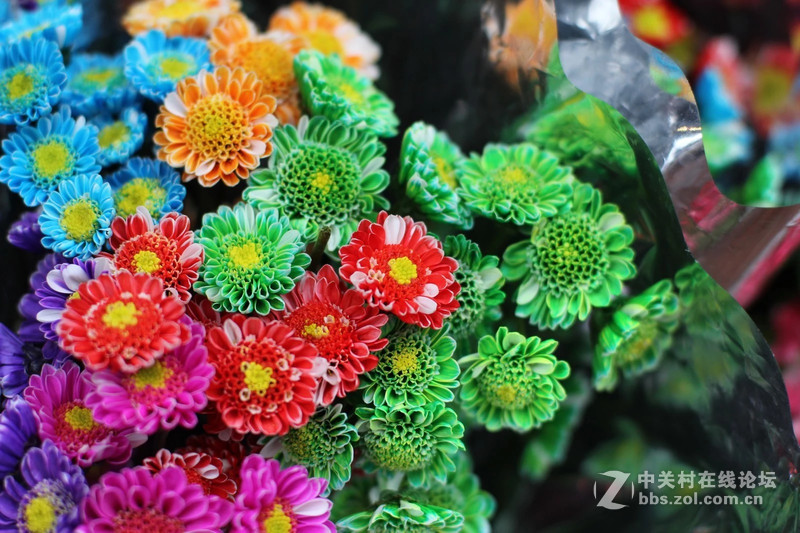 哥伦比亚-2015  新蔡司50/1.4 ZE