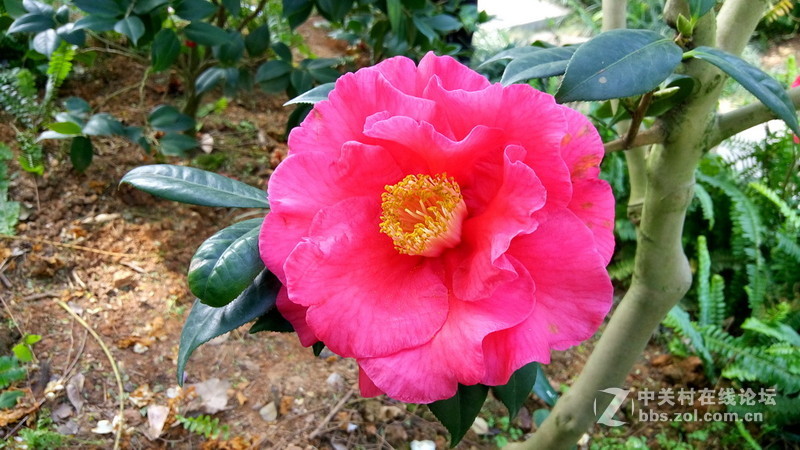 年初十看了樱花又来看茶花(佳域S3手机)