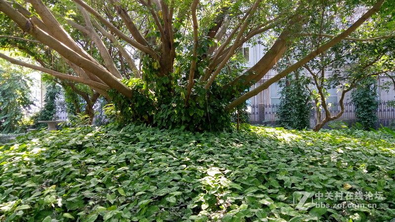 年初十看了樱花又来看茶花(佳域S3手机)