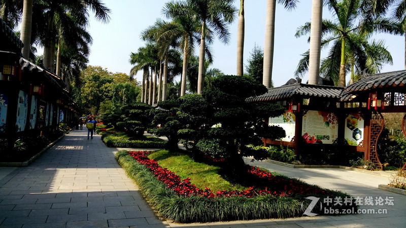 年初十看了樱花又来看茶花(佳域S3手机)