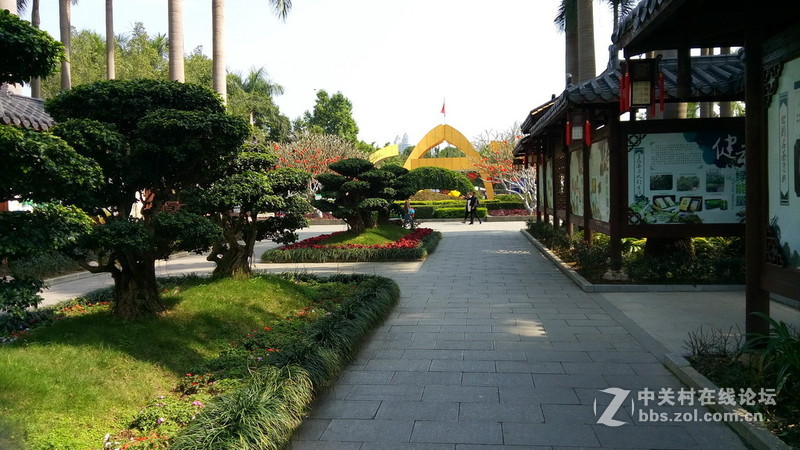 年初十看了樱花又来看茶花(佳域S3手机)