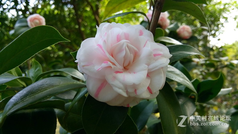 年初十看了樱花又来看茶花(佳域S3手机)