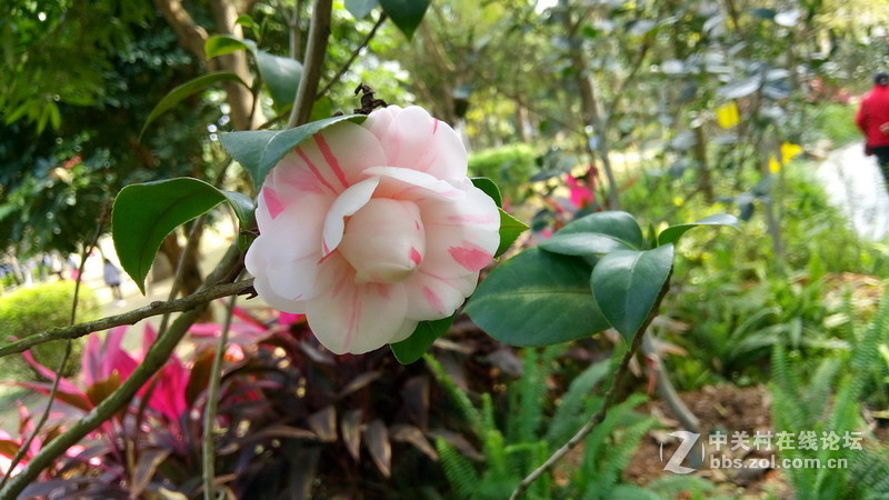 年初十看了樱花又来看茶花(佳域S3手机)