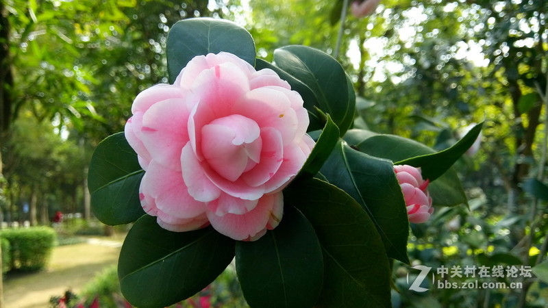 年初十看了樱花又来看茶花(佳域S3手机)