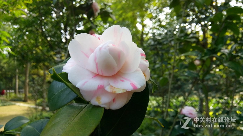 年初十看了樱花又来看茶花(佳域S3手机)