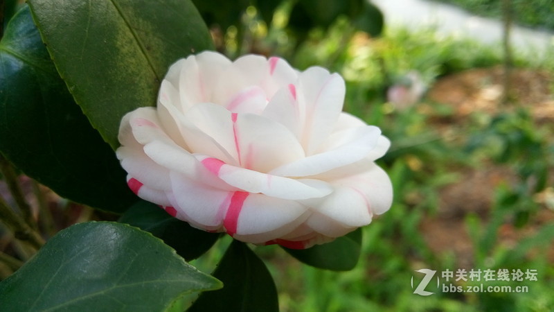 年初十看了樱花又来看茶花(佳域S3手机)