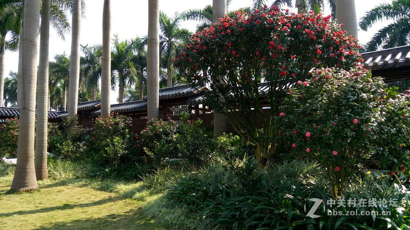 年初十看了樱花又来看茶花(佳域S3手机)