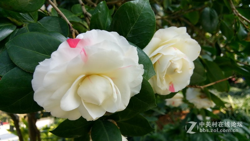 年初十看了樱花又来看茶花(佳域S3手机)