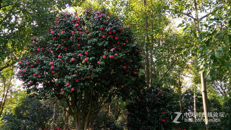 年初十看了樱花又来看茶花(佳域S3手机)