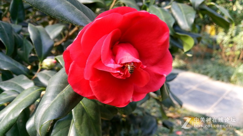 年初十看了樱花又来看茶花(佳域S3手机)