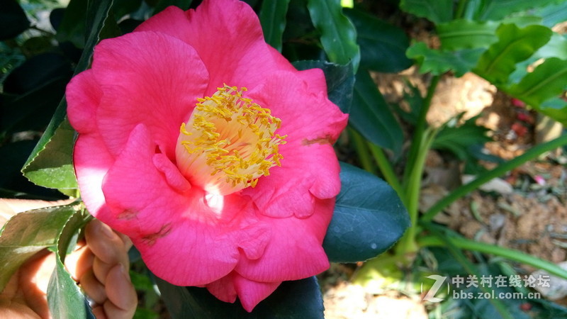 年初十看了樱花又来看茶花(佳域S3手机)