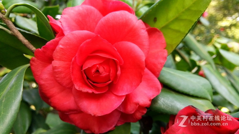 年初十看了樱花又来看茶花(佳域S3手机)